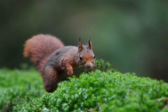 15-11-2014 Fotosessie De Zuurberg