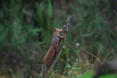 15-11-2014 Fotosessie De Zuurberg