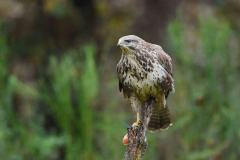 15-11-2014 Fotosessie De Zuurberg