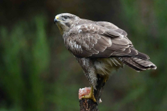 15-11-2014 Fotosessie De Zuurberg