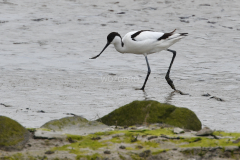 2 mei 2023 Terschelling vogels