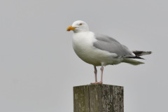 wz20230501122-Zilvermeeuw