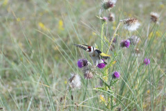 wz20210722010-Distelvink-A