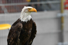 25 july 2024 Go Ahead Eagles SK Brann