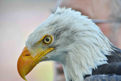 8 maart 2026 Go Ahead Eagles FC Twente eredivisie