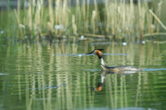 9-5-2024 Woudhuizerven vogels