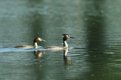 9-5-2024 Woudhuizerven vogels