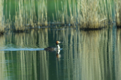9-5-2024 Woudhuizerven vogels