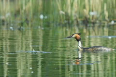 9-5-2024 Woudhuizerven vogels