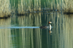 9-5-2024 Woudhuizerven vogels