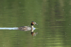 9-5-2024 Woudhuizerven vogels