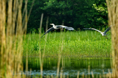 9-5-2024 Woudhuizerven vogels