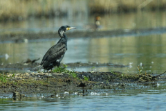 9-5-2024 Woudhuizerven vogels