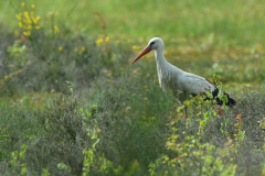 9-5-2024 Woudhuizerven vogels