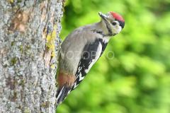 Grote bonte specht