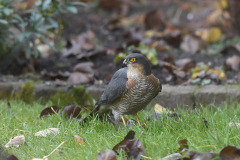 wz20211220002-Sperwer