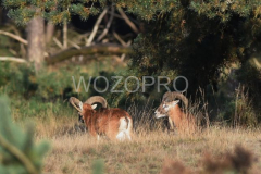 Wildbaan Hoge Veluwe